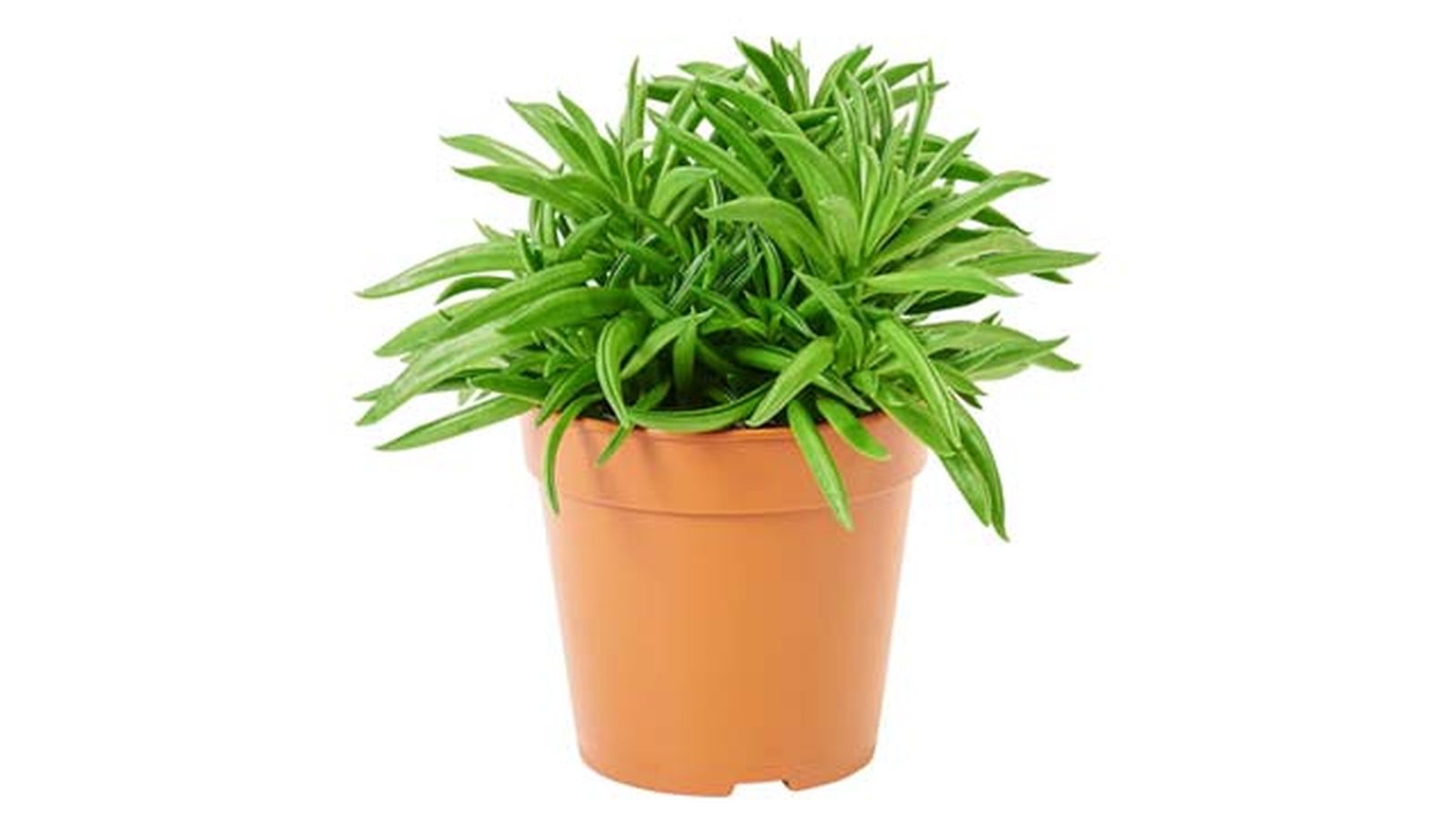 Peperomia ferreyrae ikea Peperomia ferreyrae ikea