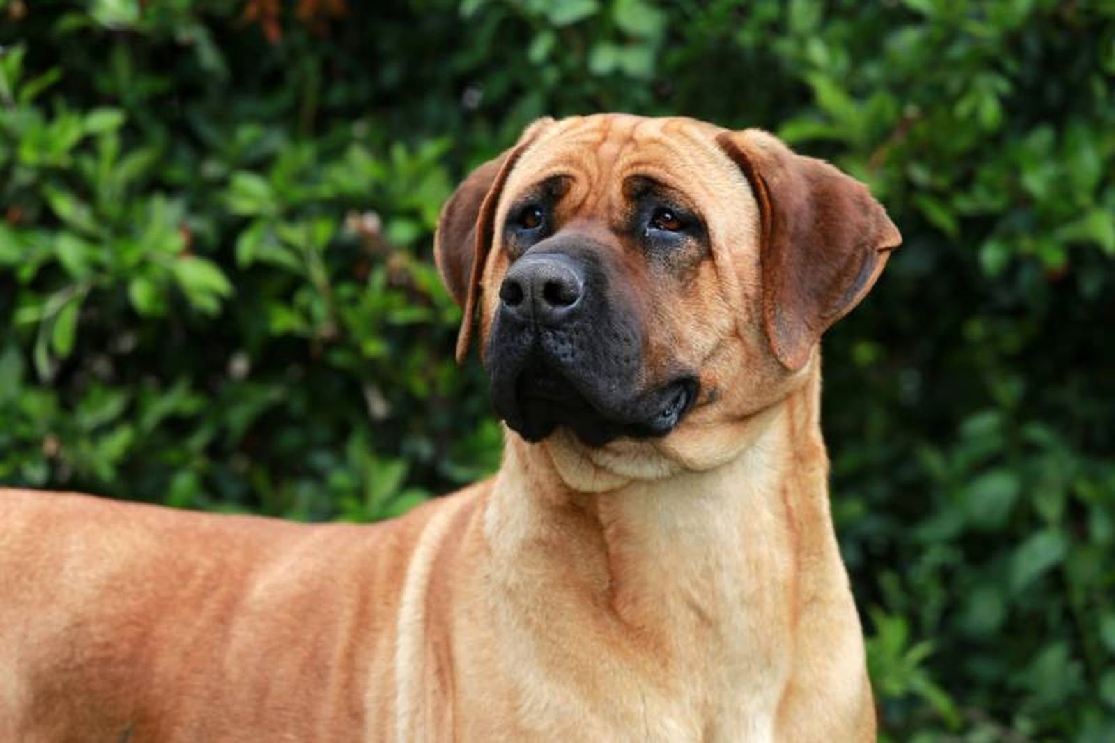 El tosa es un perro con mucho potencial y puede convertirse en un compañero de vida excelente. El tosa es un perro con mucho potencial y puede convertirse en un compañero de vida excelente.