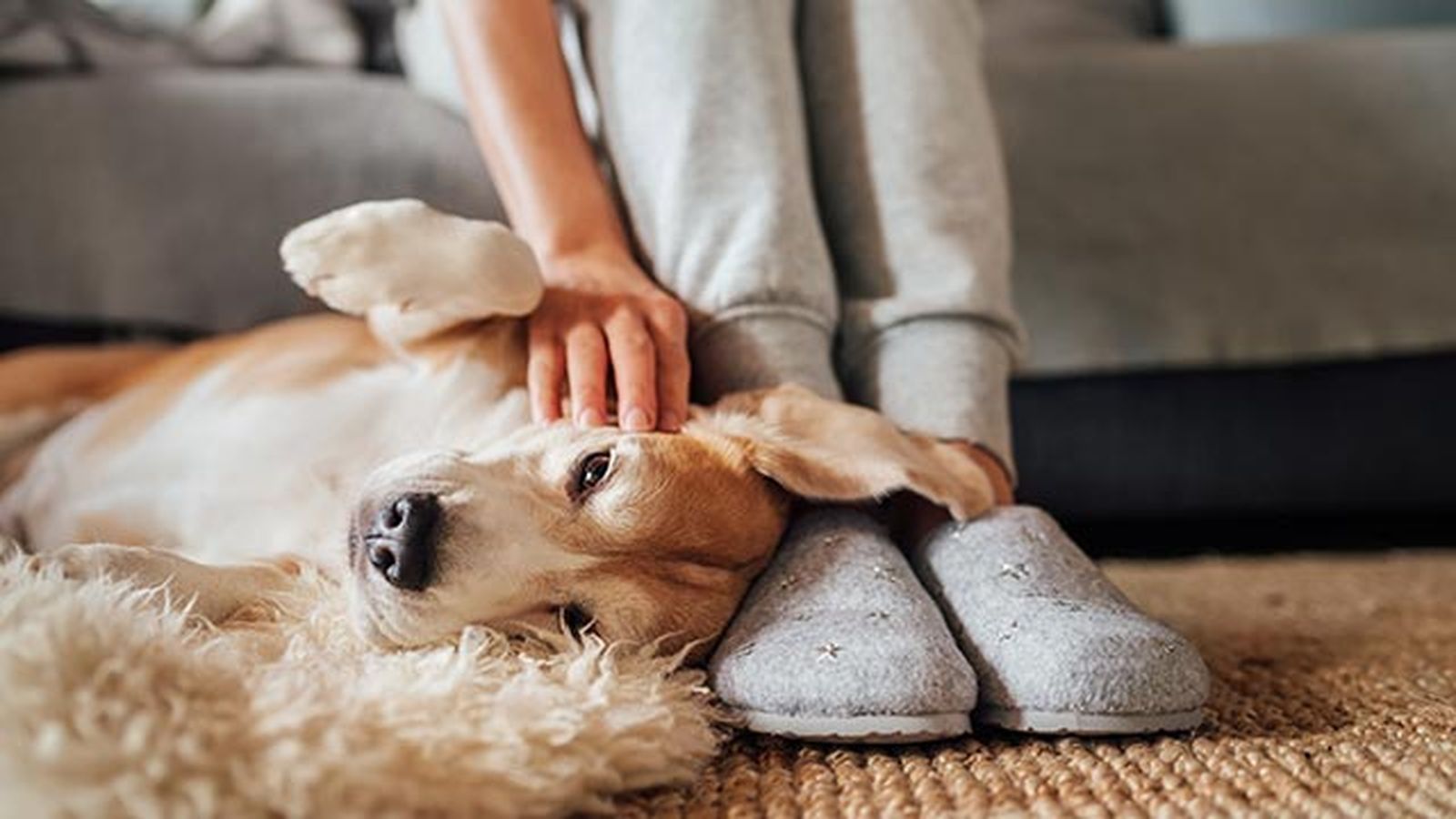 problemas comportamiento perros tumbado problemas comportamiento perros tumbado