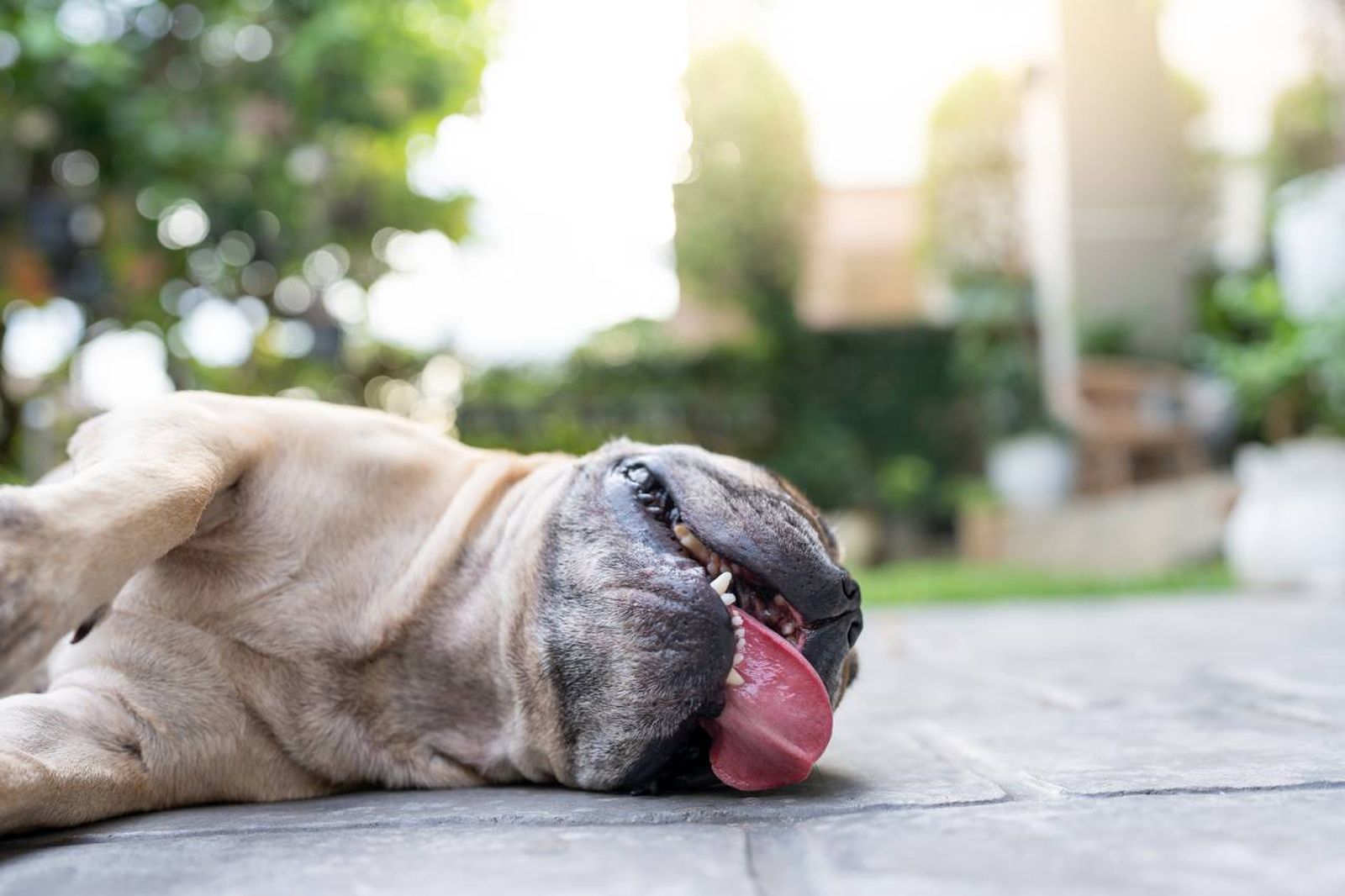 La transpiración en los perros se produce principalmente a través de la nariz y almohadillas plantares