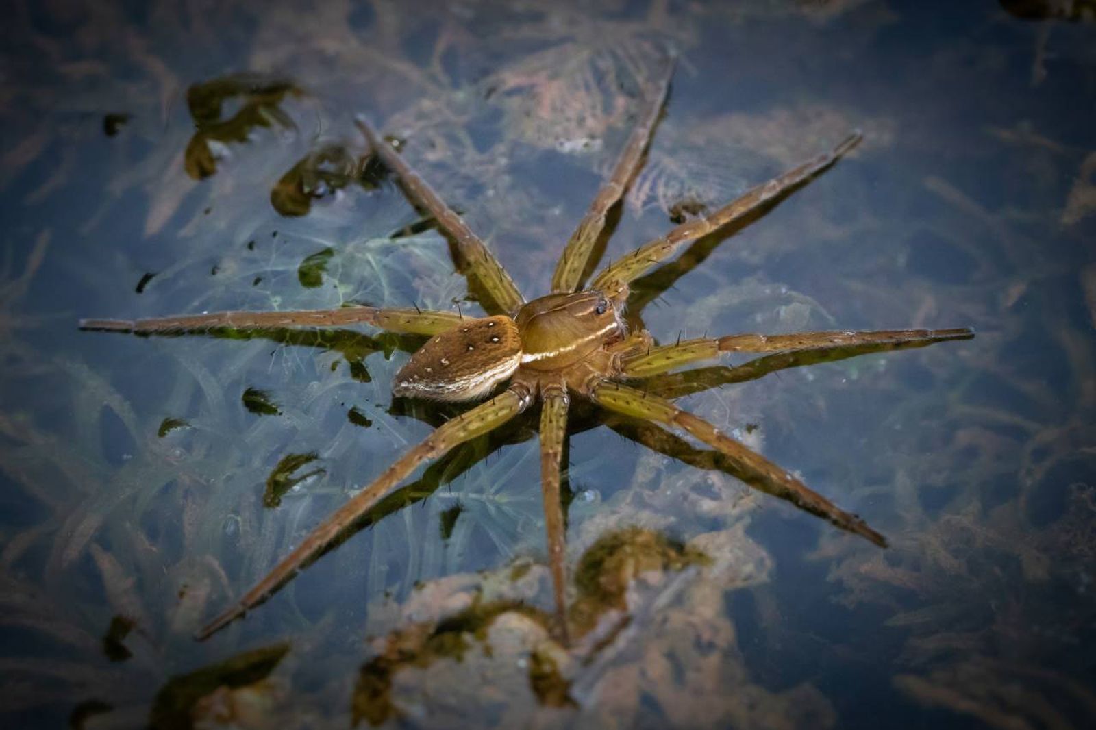 La araña de los pantanos o araña de balsa, científicamente conocida como Dolomedes plantarius.