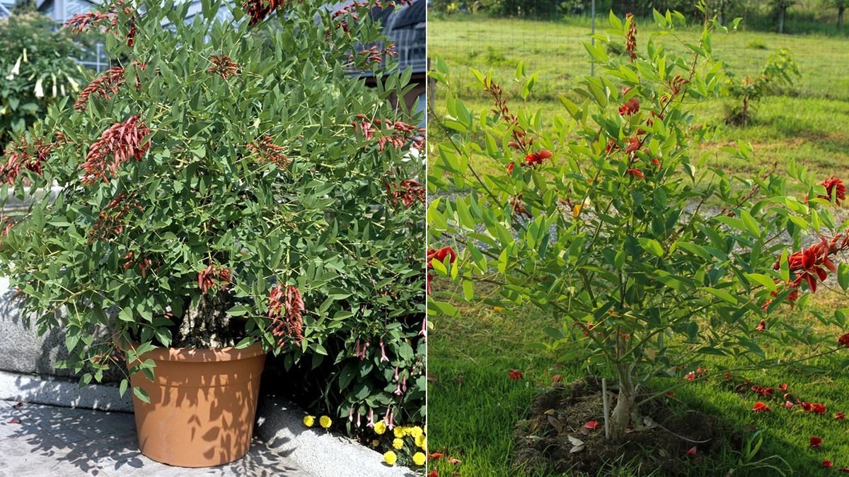 ceibo trasplante jardin