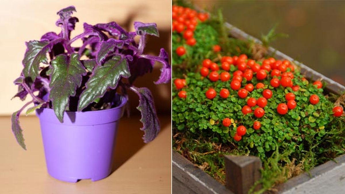 ginura nertera plantas pisos pequeños