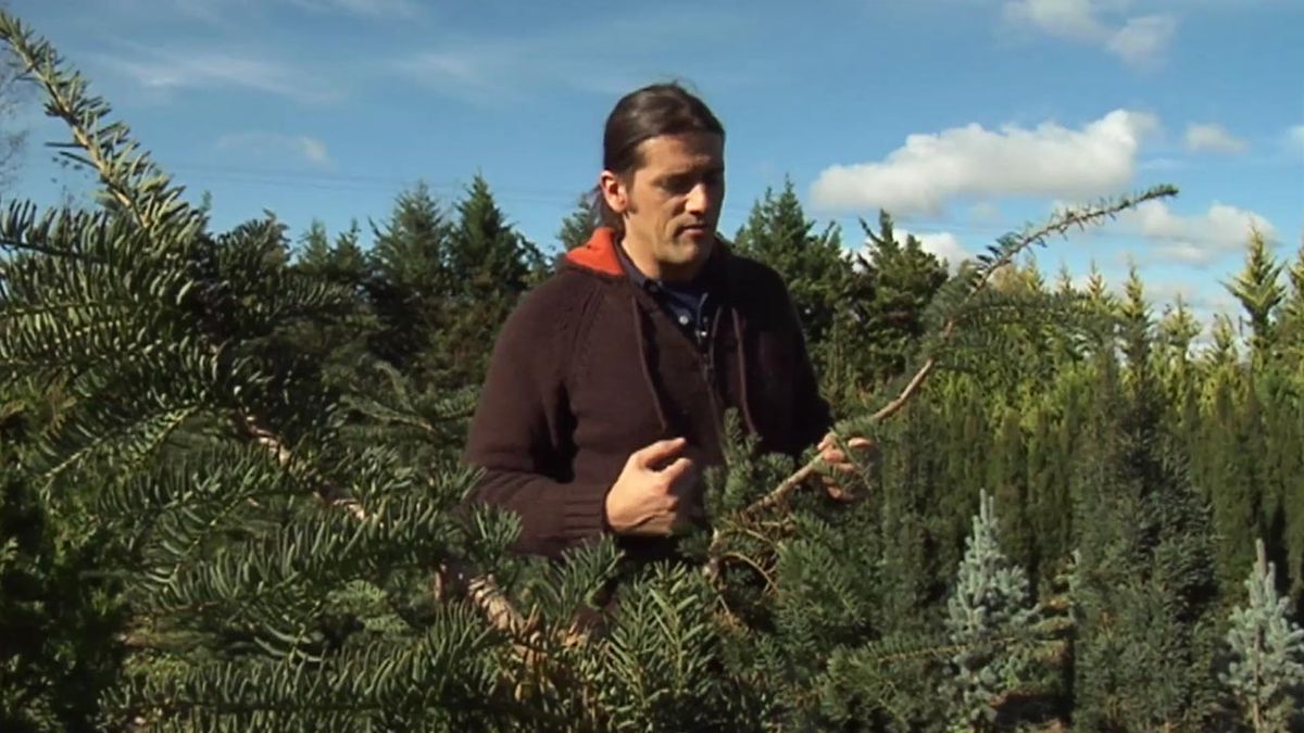 deco jardin 468 Tejo caracteristicas cuidados tejo 1