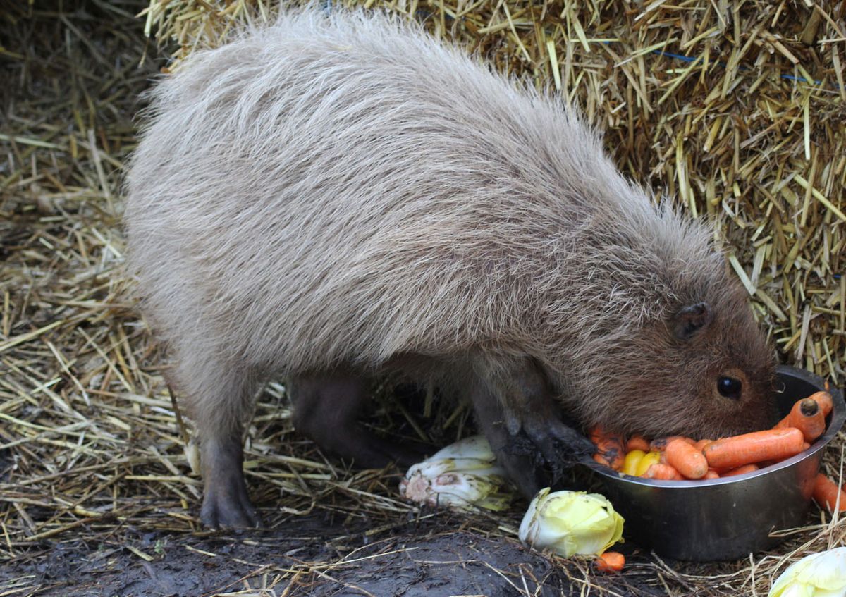 carpincho comiendo verdura