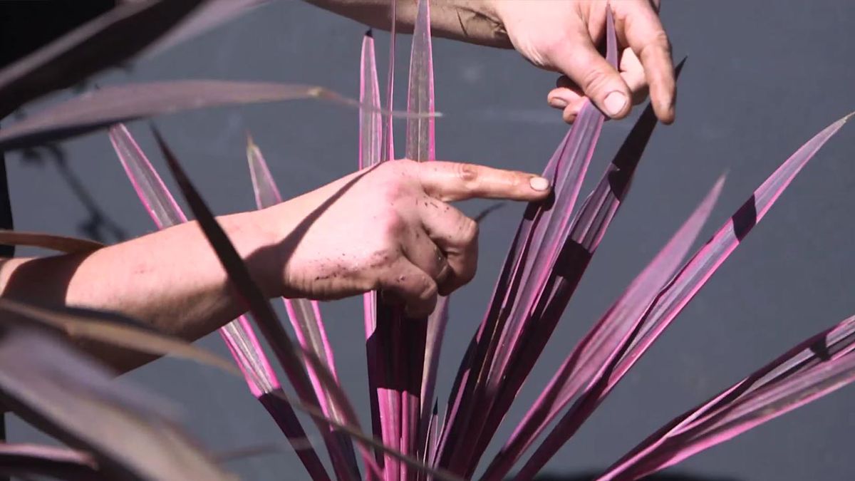 brico 1029 jardin como dividir mata cordyline fucsia