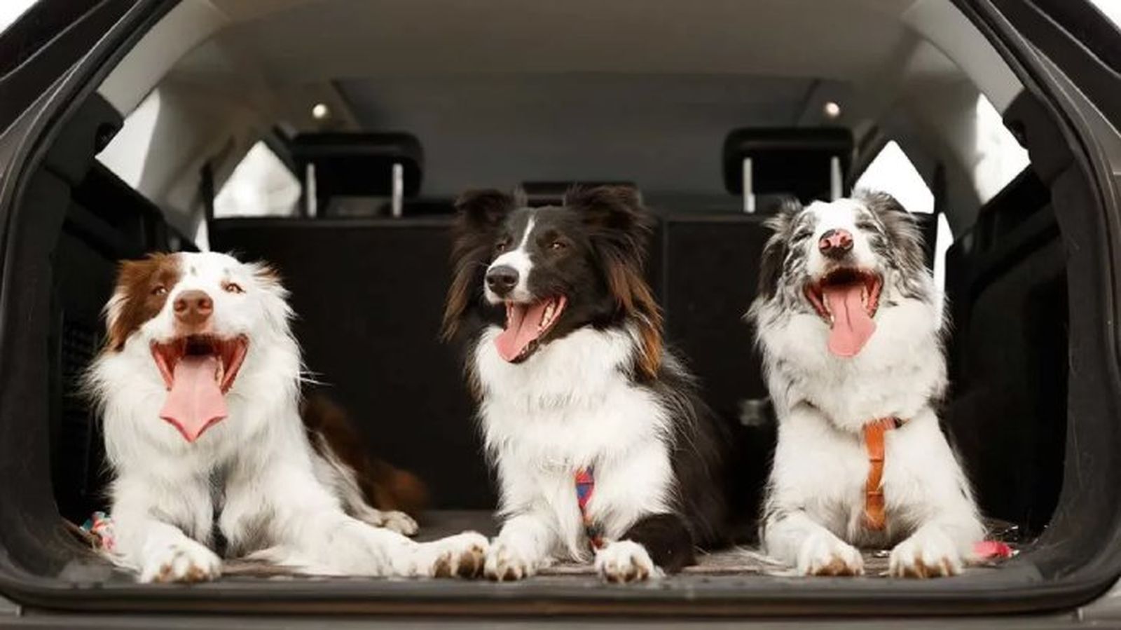 como llevar al perro en coche 2 como llevar al perro en coche 2