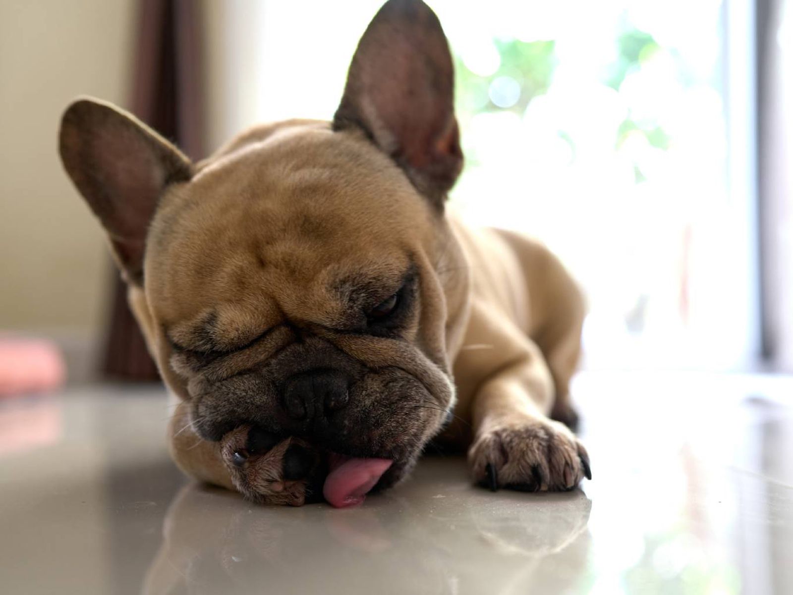 Un perro ansioso o aburrido puede desarrollar comportamientos repetitivos, como morderse. Un perro ansioso o aburrido puede desarrollar comportamientos repetitivos, como morderse.