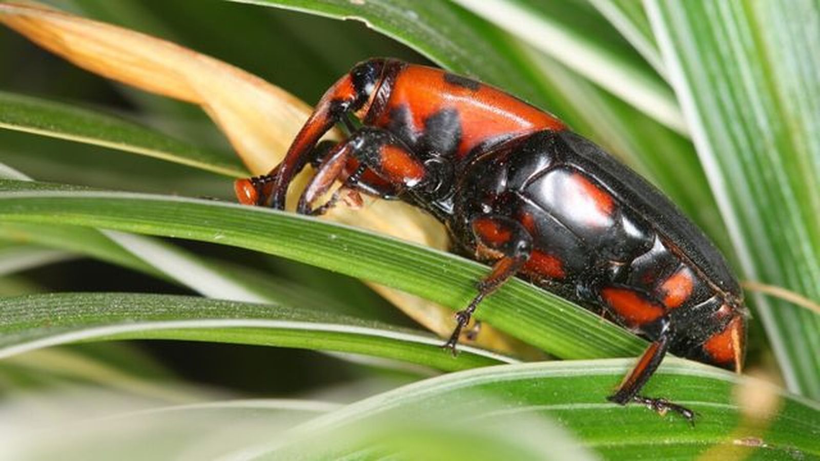 picudo rojo