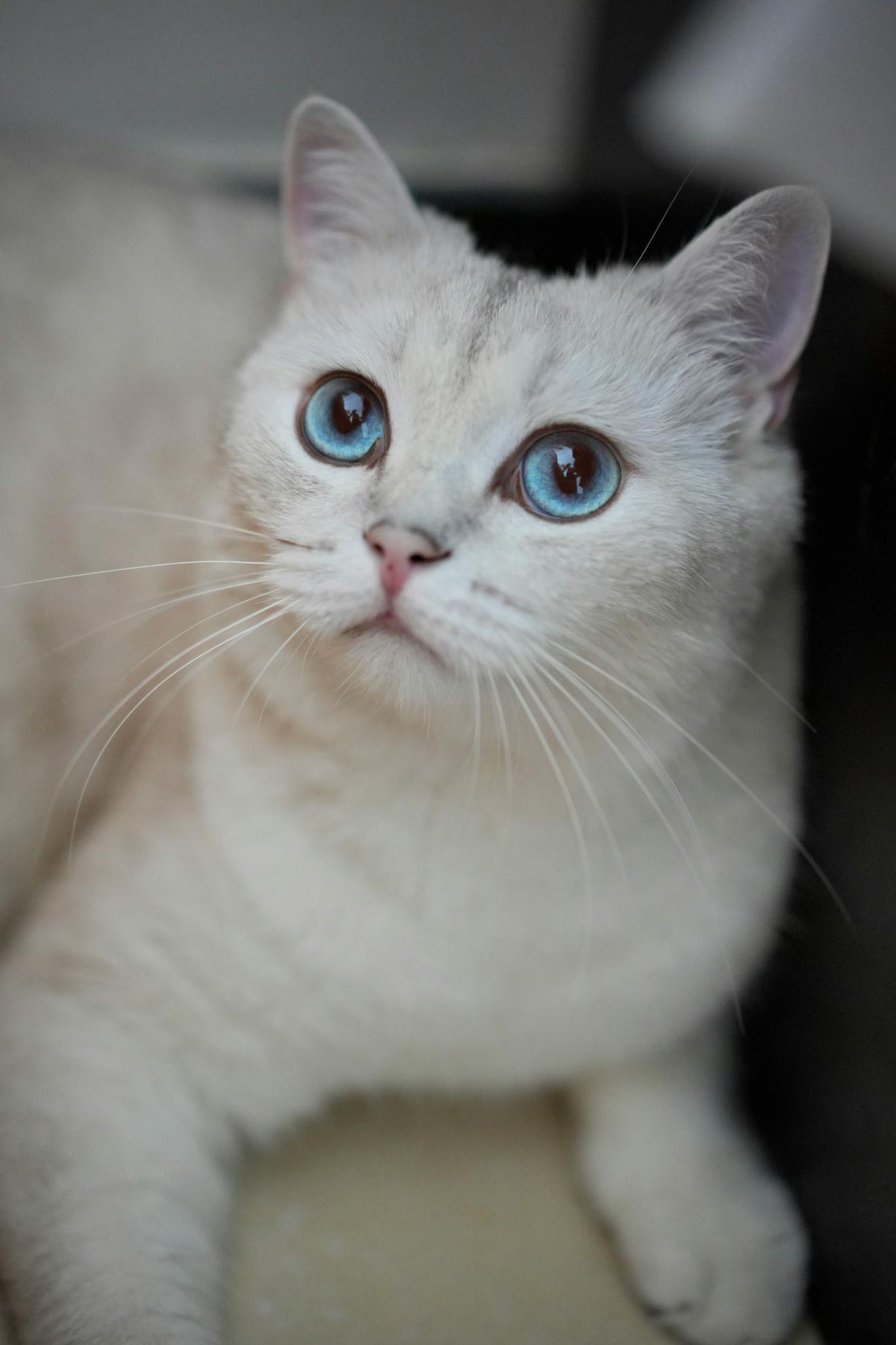 Gata con ojos azules. Gata con ojos azules.