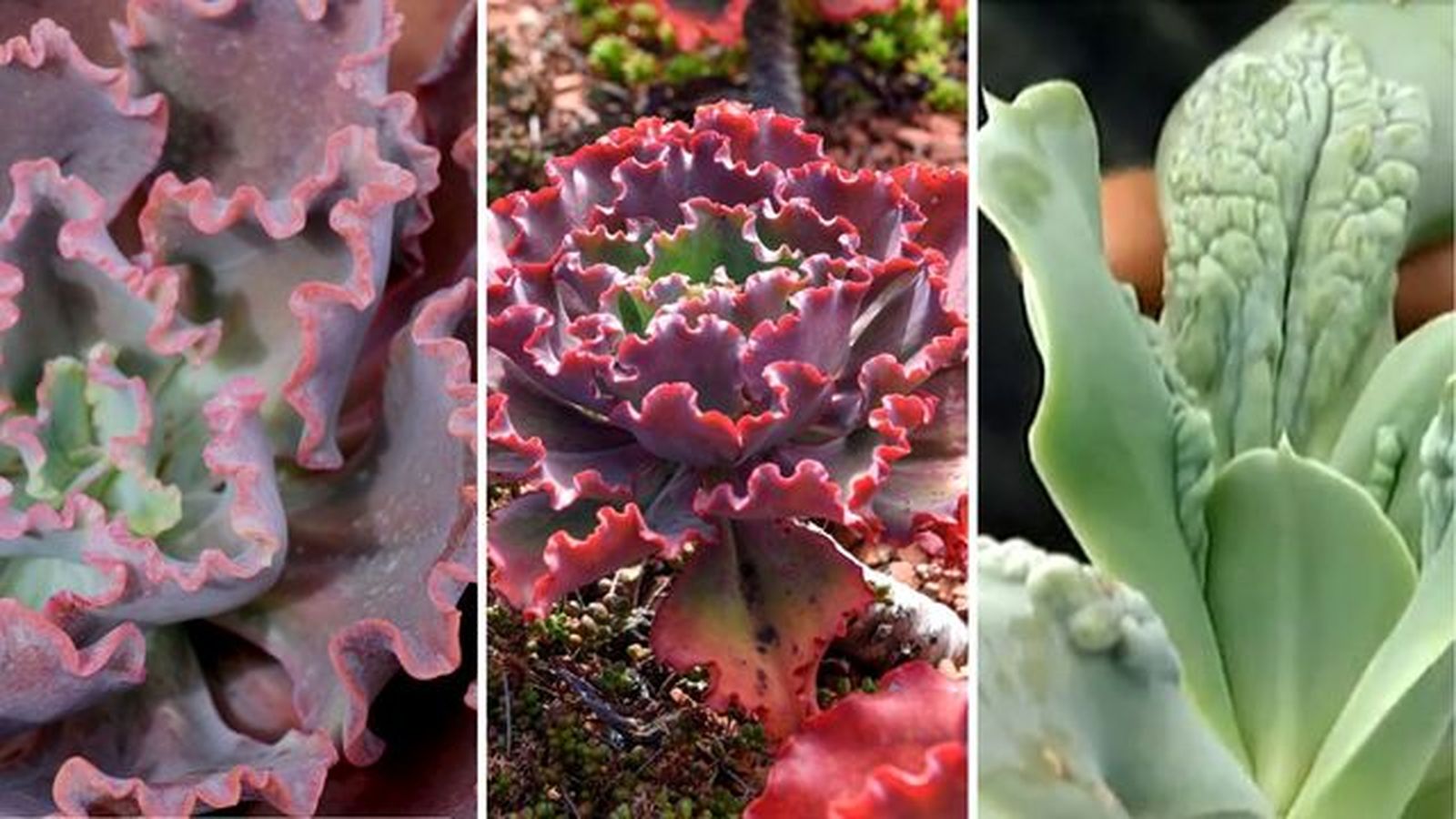 Echeveria dicks pink echeveria dick wright echeveria paul bunyan Echeveria dicks pink echeveria dick wright echeveria paul bunyan