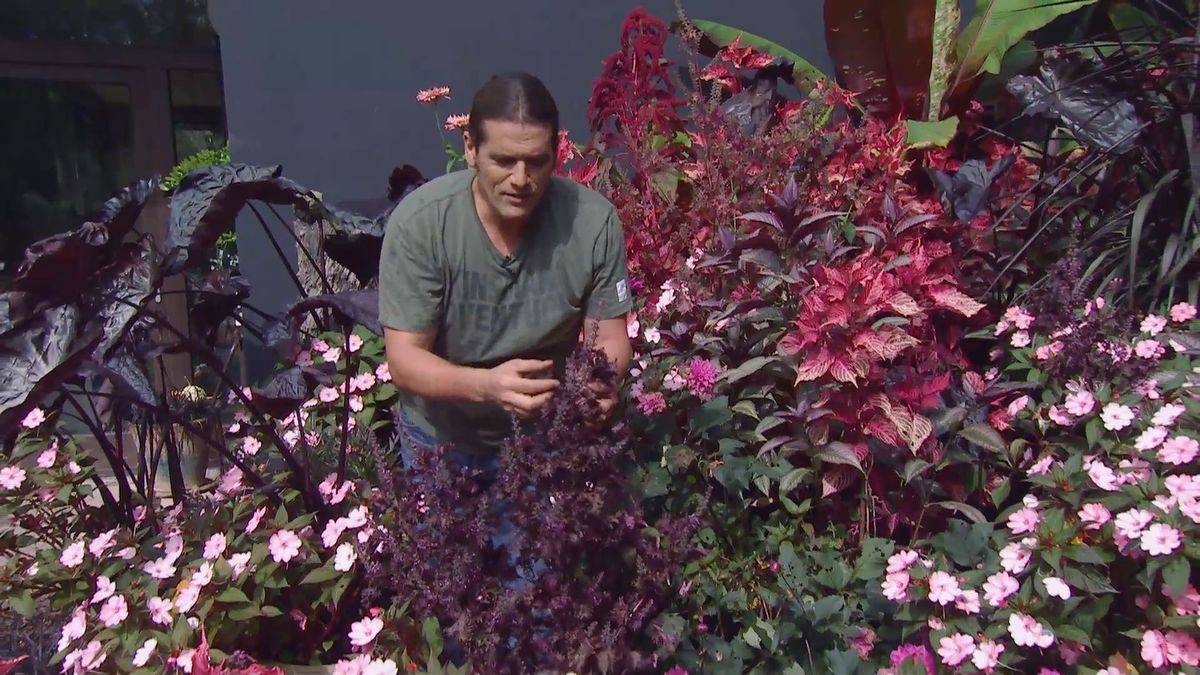 deco 0669 composicion floral rosas negros alegria alocasia shiso perilla