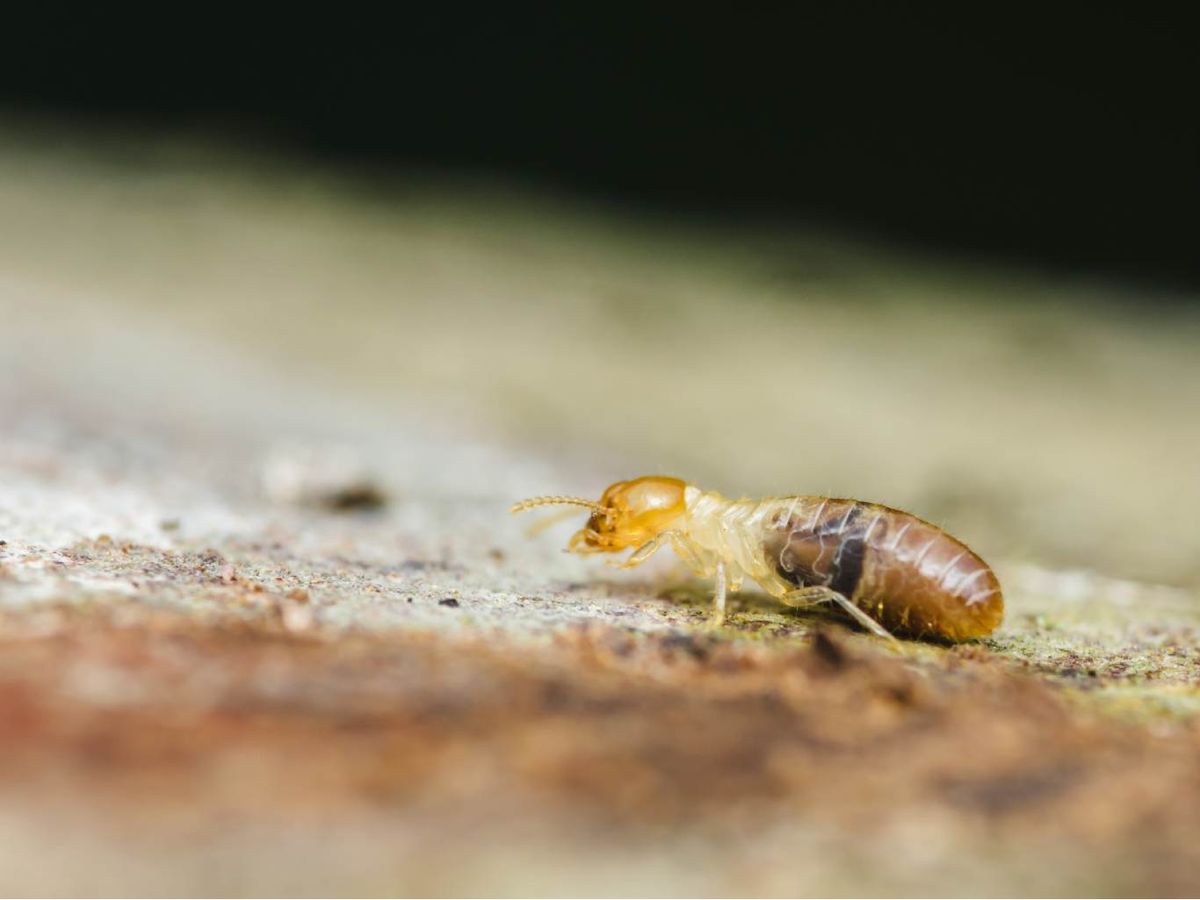 Termita en la madera