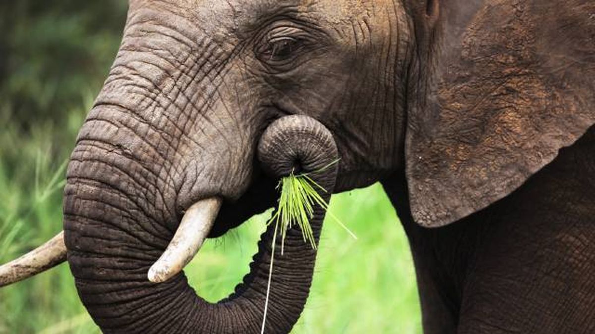 animales herbivoros sabana africana elefantes