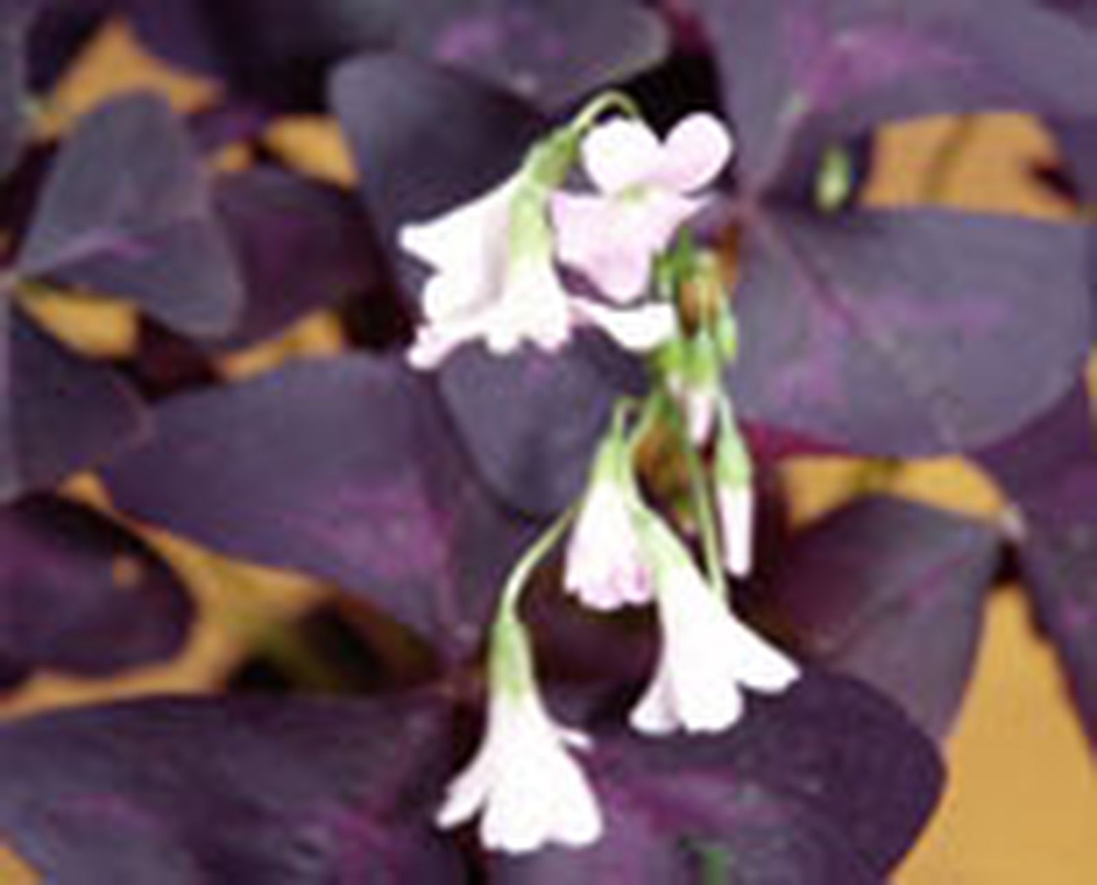 106 oxalis p2 106 oxalis p2