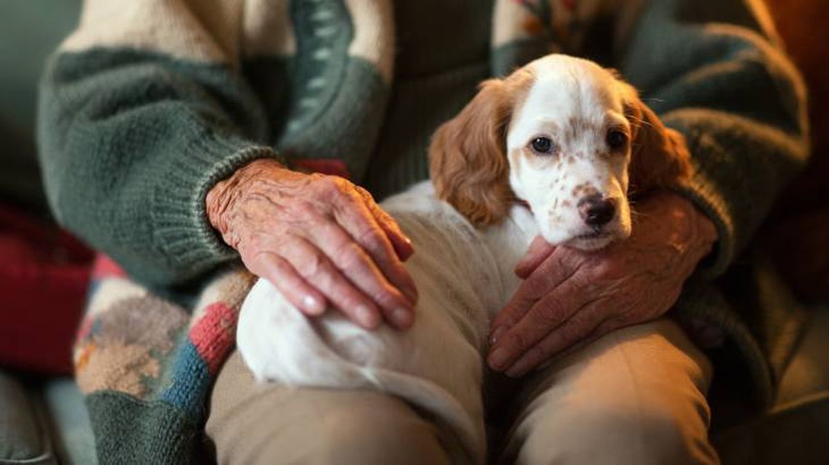 perros personas mayores razones