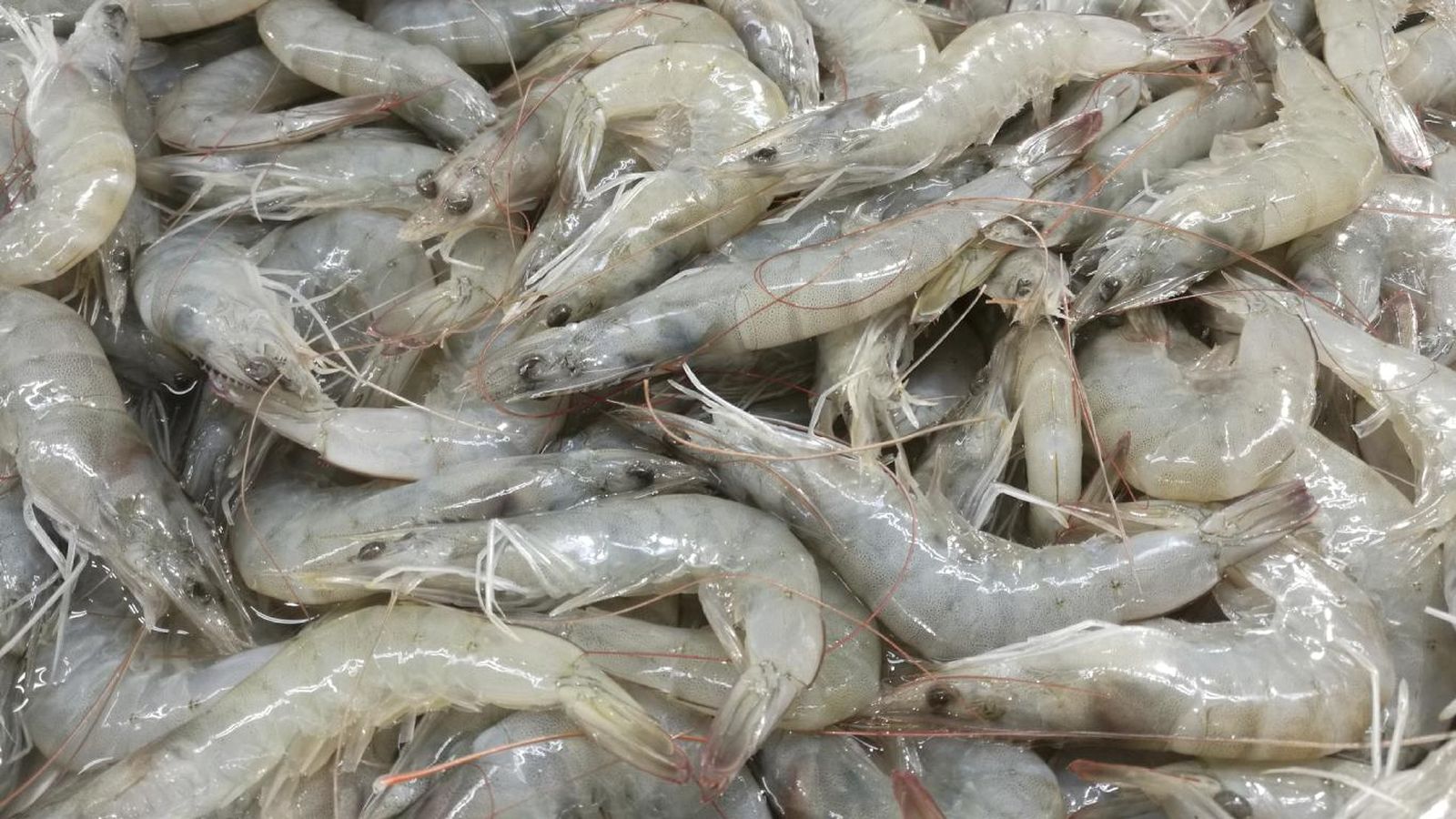 Langostinos congelados Langostinos congelados