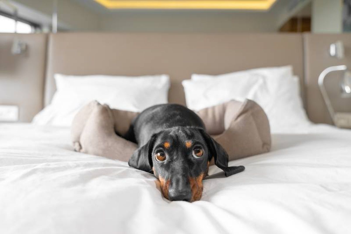 Si vas de vacaciones una buena opción es dejar a tu perro en un hotel canino