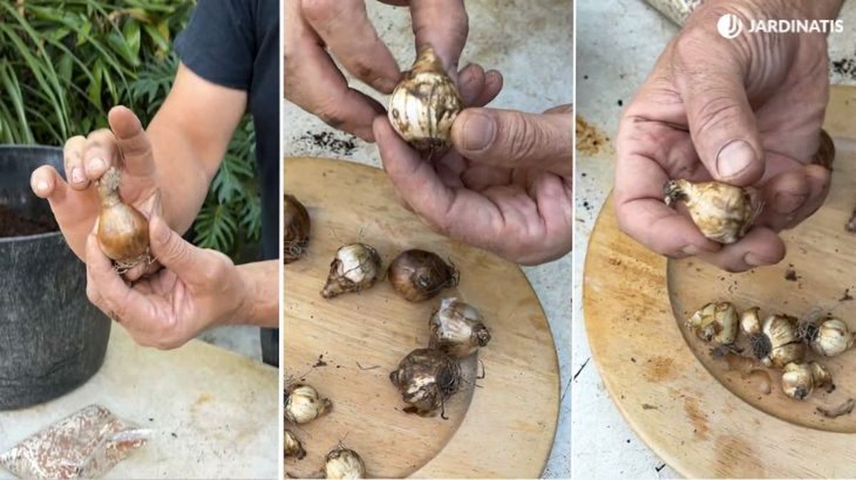 bulbos de narciso de distinto tamano