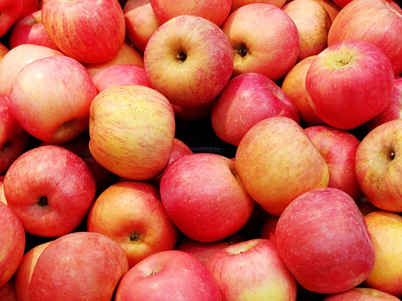 Manzana Fuji