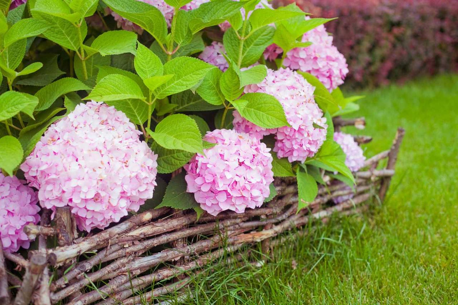 Hortensias de flor rosa