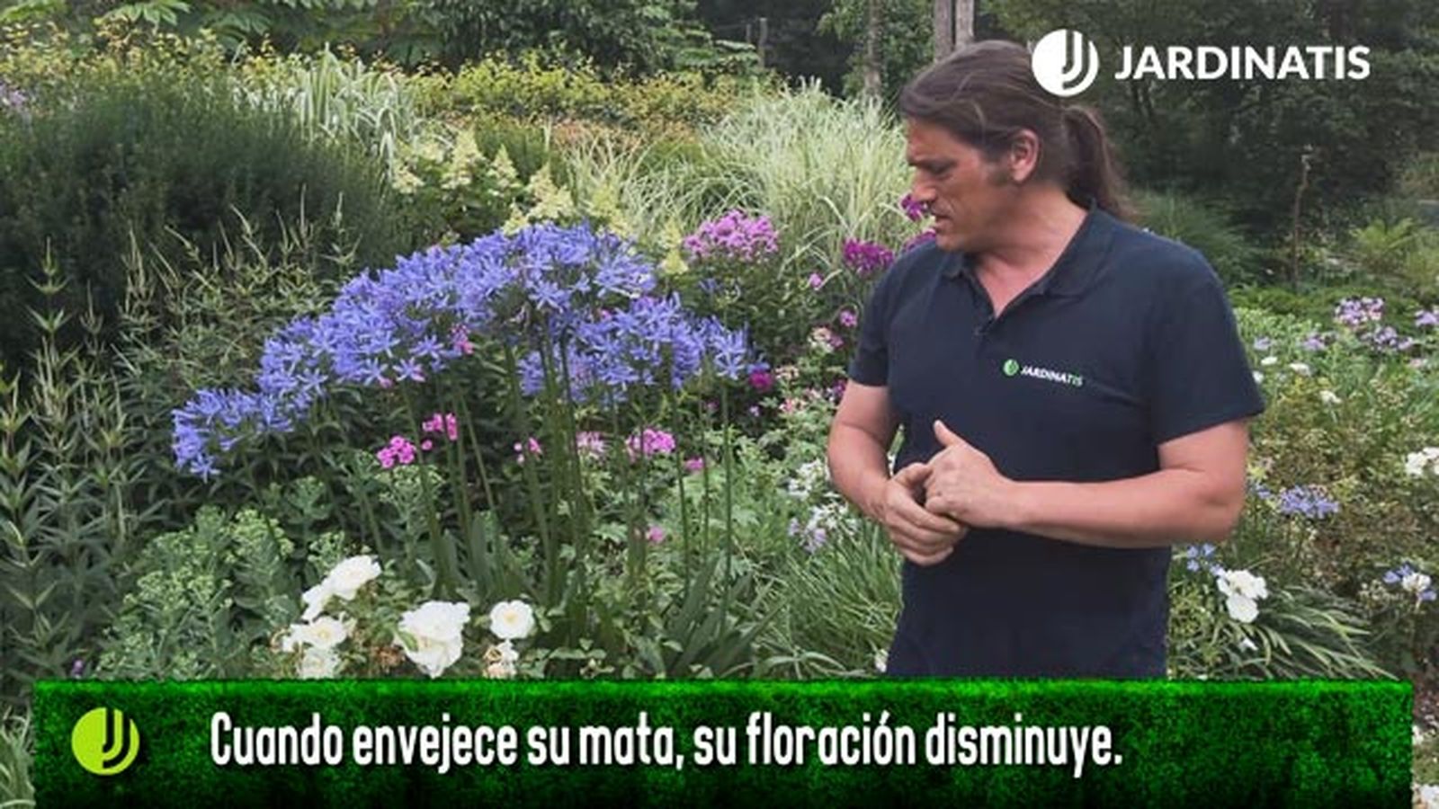 por que deja de florecer el agapanthus jardinatis por que deja de florecer el agapanthus jardinatis