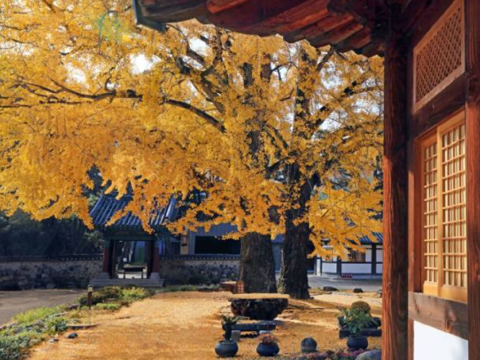 Ginkgo biloba