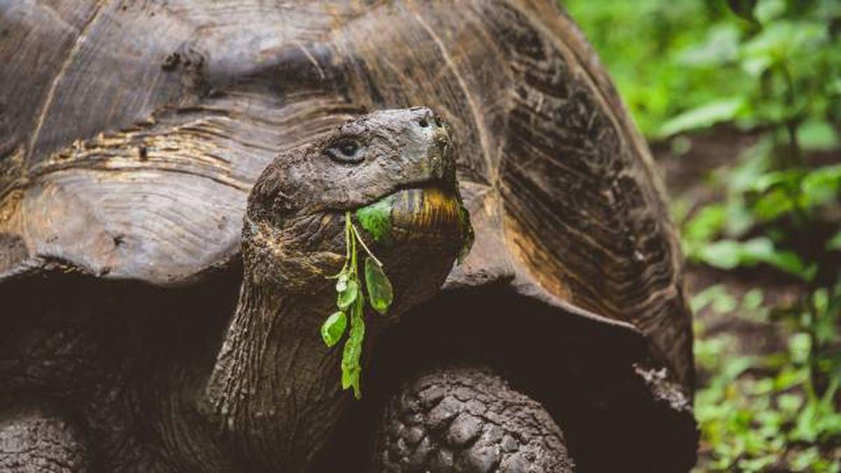 tortuga gigante de los galapagos que come