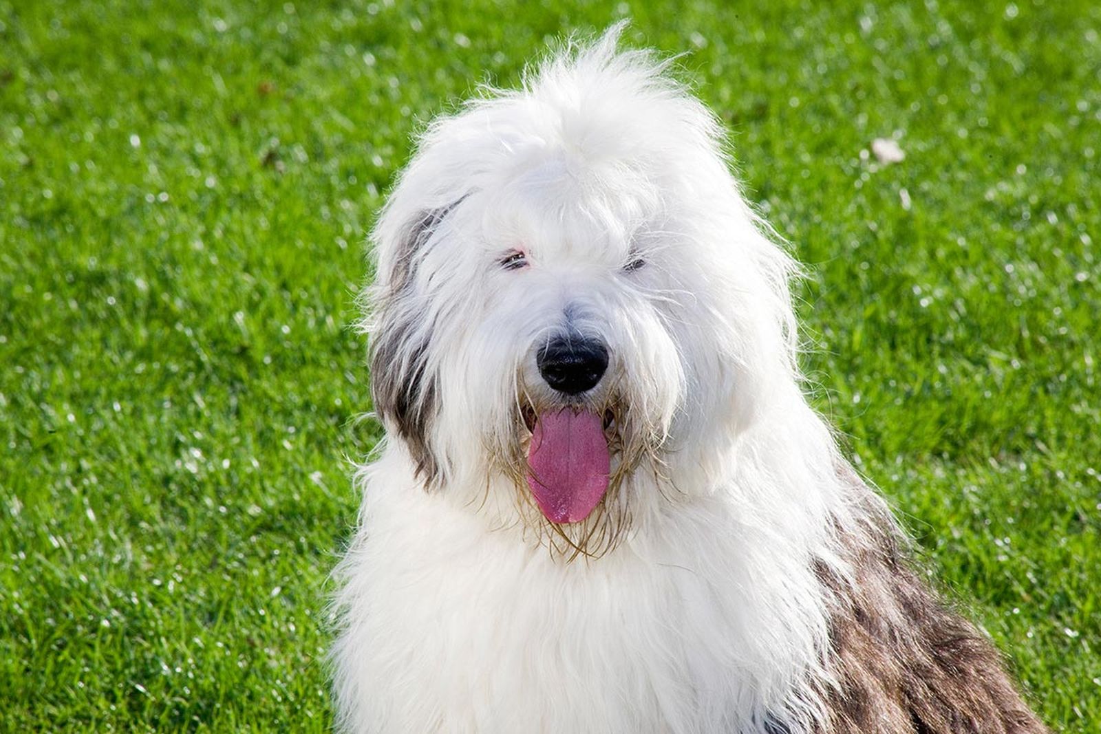 mascotas perros raza bobtail 2 mascotas perros raza bobtail 2