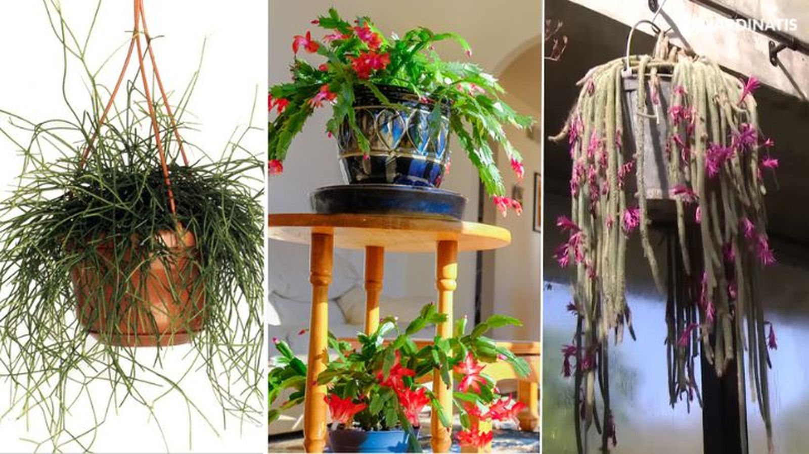 Rhipsalis cassutha cactus de navidad cactus rasta Rhipsalis cassutha cactus de navidad cactus rasta