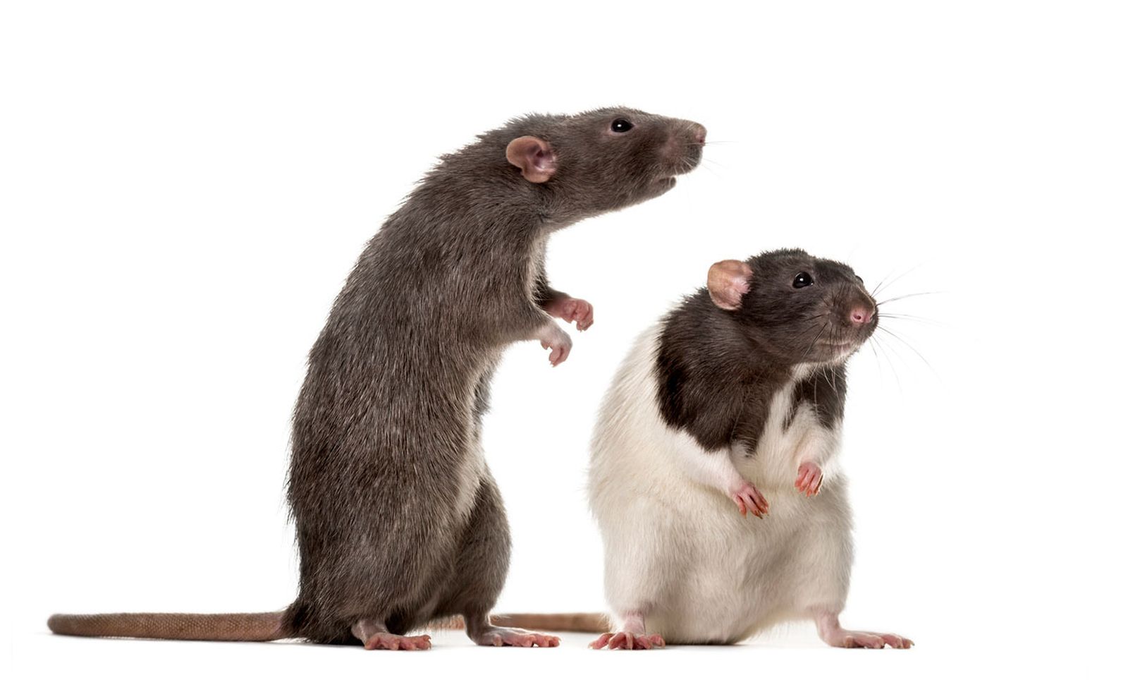 ratas gregarias