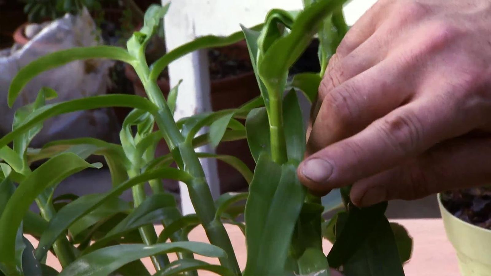 que significa que una planta esta en parada vegetativa que significa que una planta esta en parada vegetativa