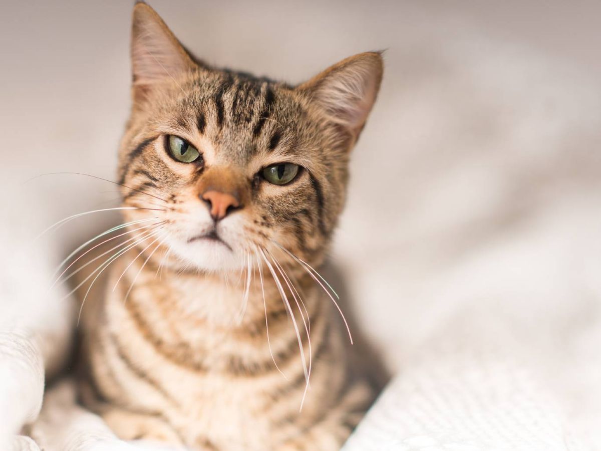 Puede que tenga hambre, sed o simplemente demanda atención.