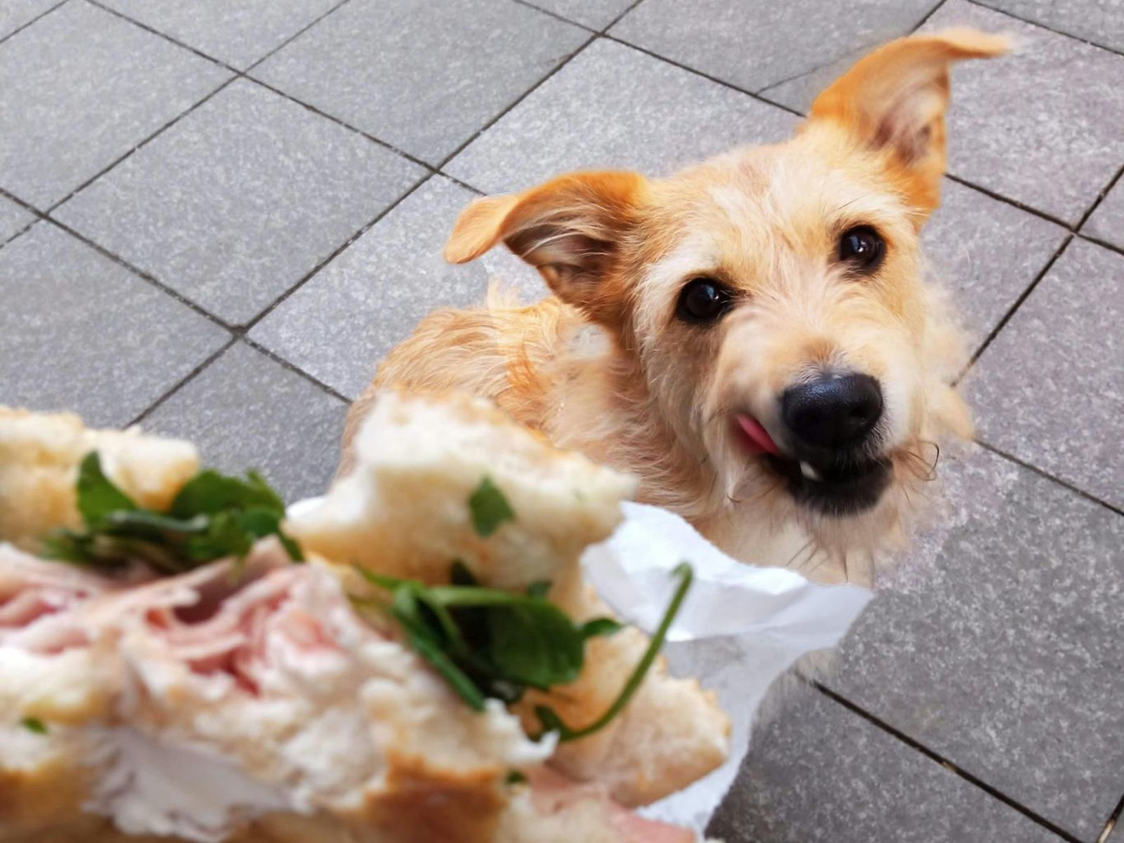 Perro mirando un bocata Perro mirando un bocata