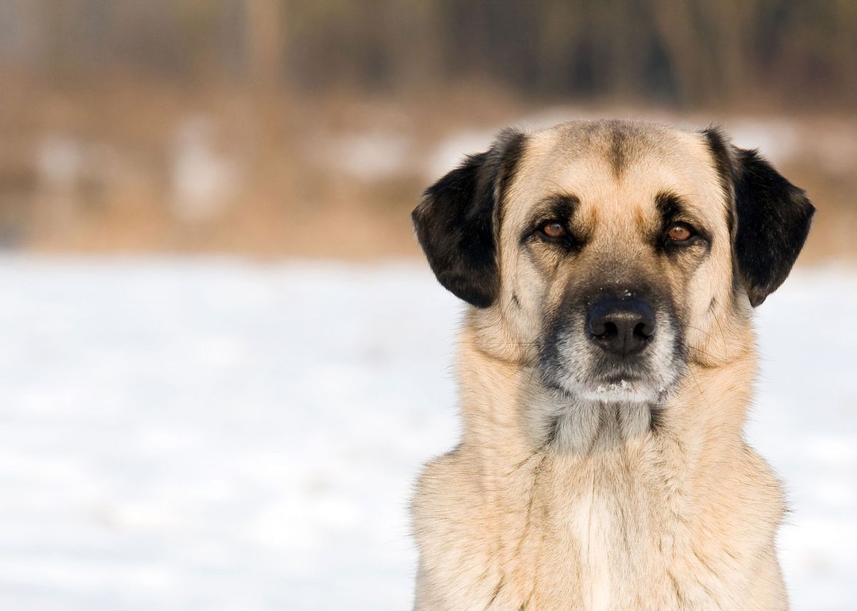 kangal turco perro gigante caracter