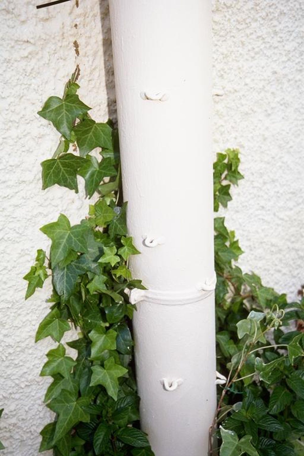 Amarres para plantas trepadoras paso 3