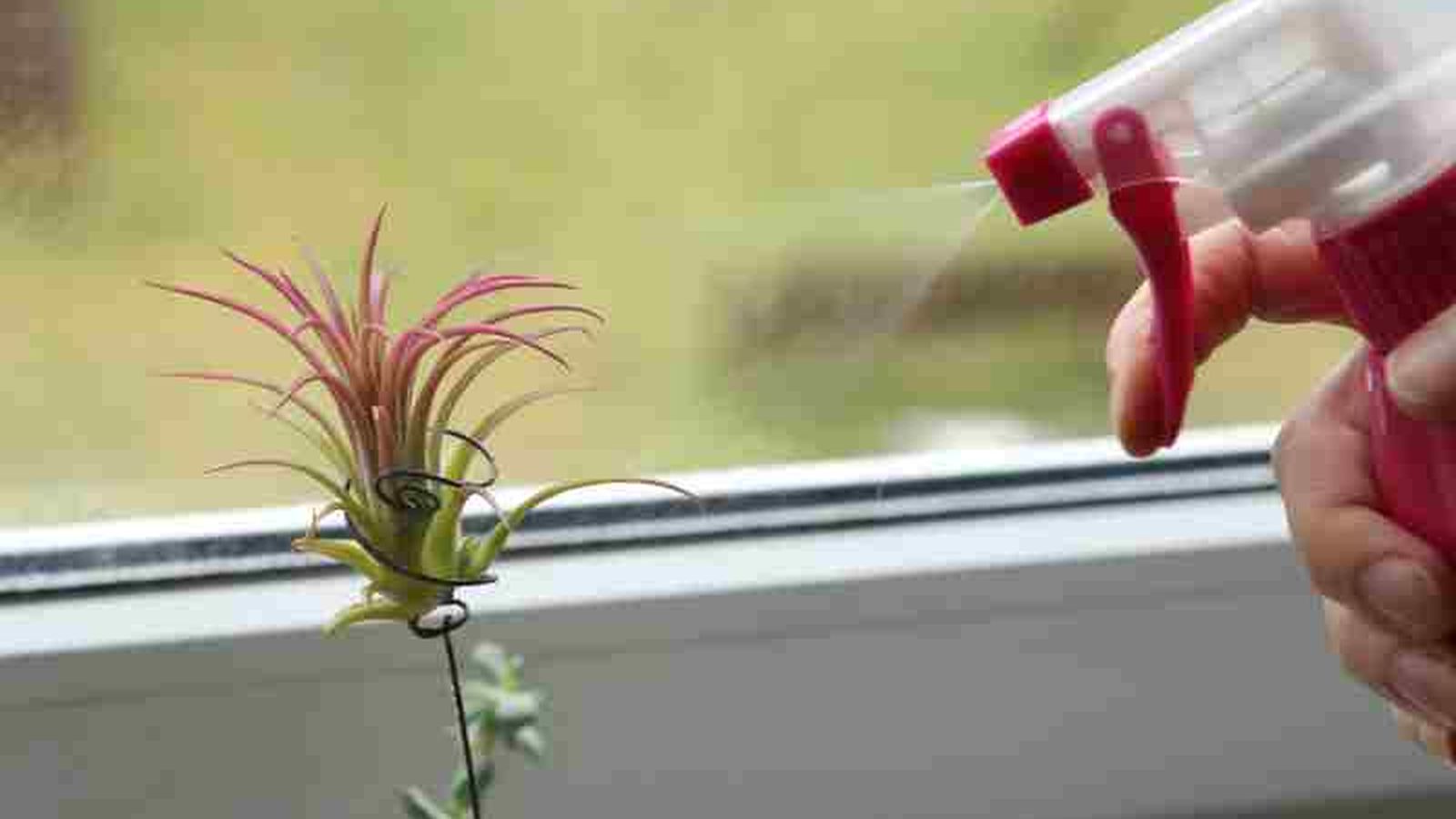 Tillandsia ionantha.