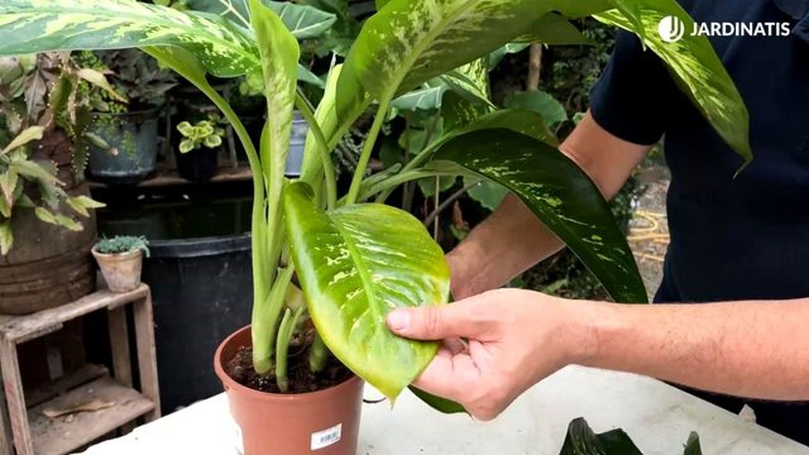 cortar hoja amarilla de dieffenbachia cortar hoja amarilla de dieffenbachia