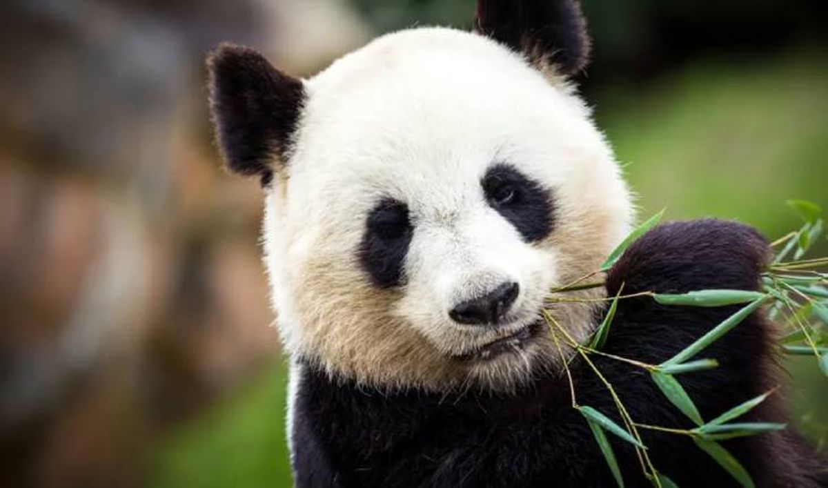 animales que empiezan por p panda (1)