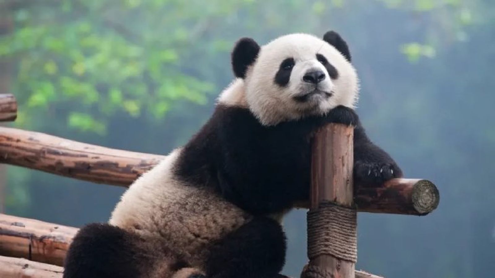 curiosidades del oso panda 5 curiosidades del oso panda 5