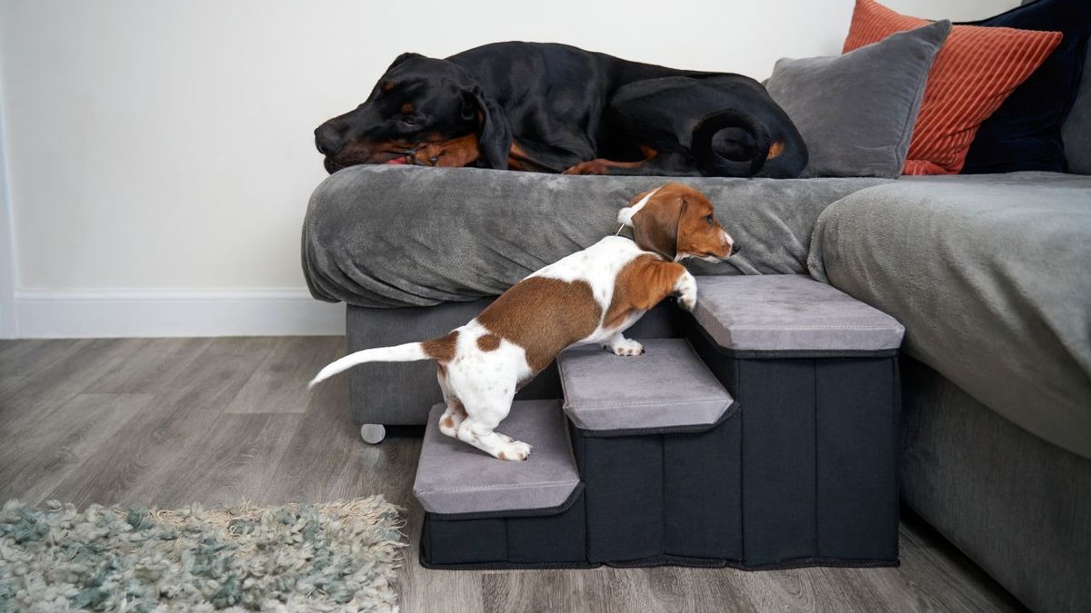 escaleras para perros