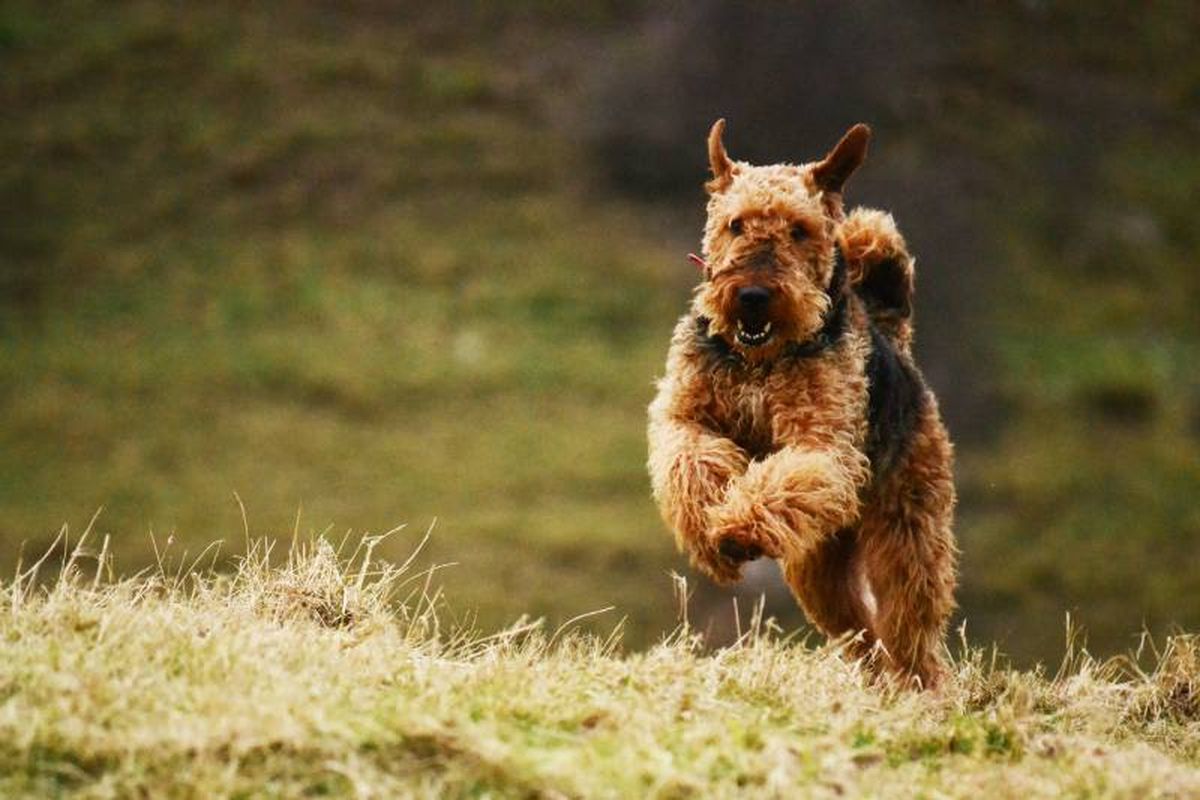 Una de las características más distintivas del Airedale Terrier es su pelaje.