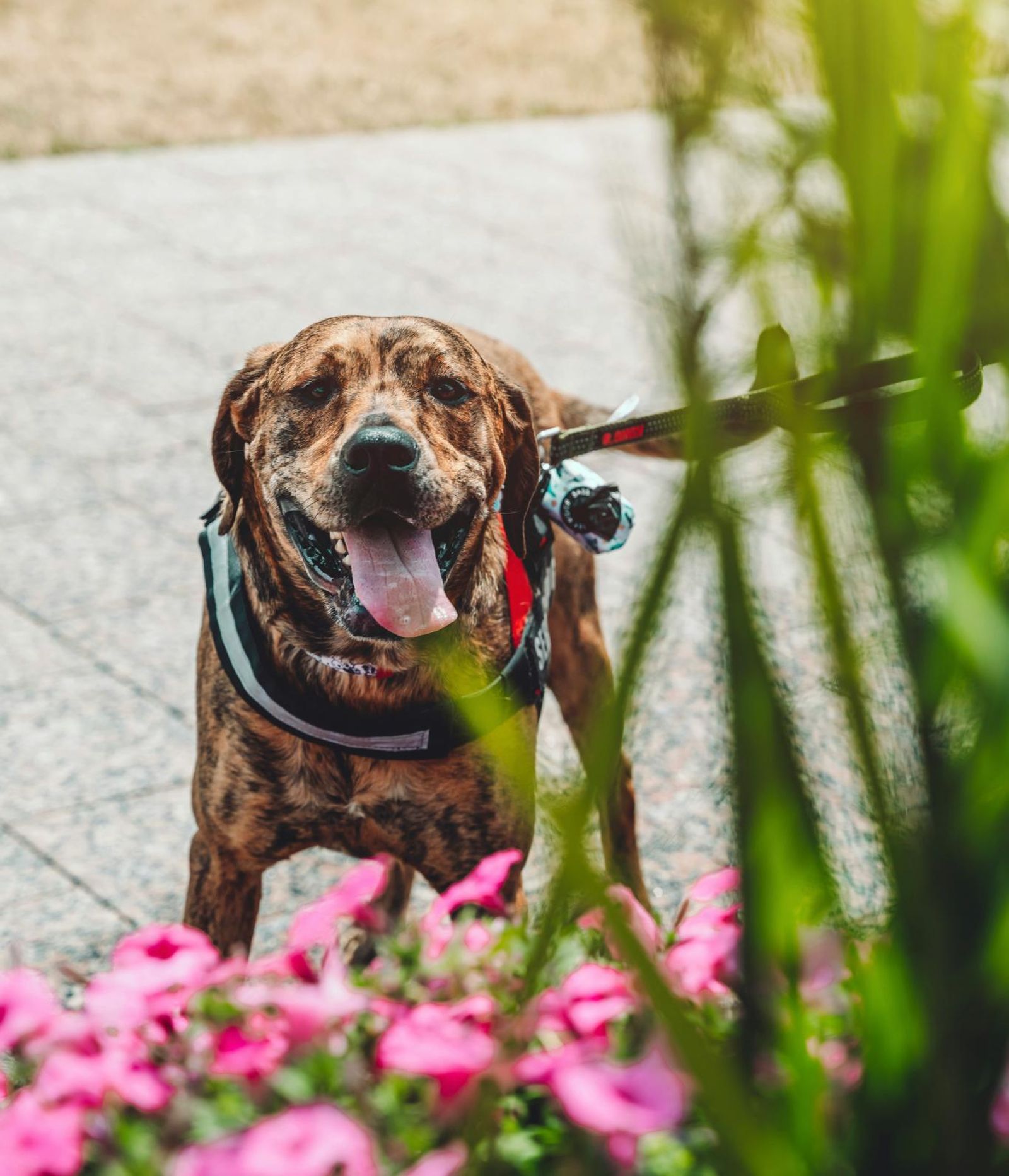 Pasear al perro con mucho calor puede ser peligroso. Pasear al perro con mucho calor puede ser peligroso.