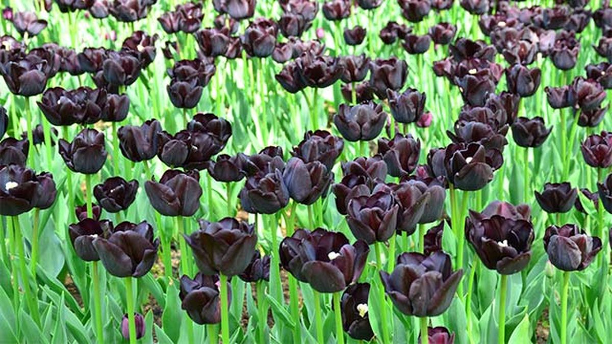 tulipanes reina de la noche