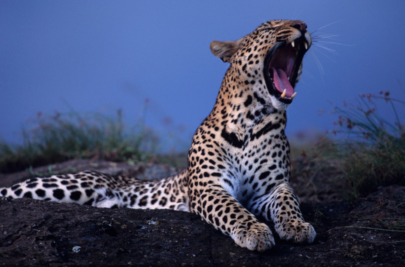 Leopardo bostezando Leopardo bostezando