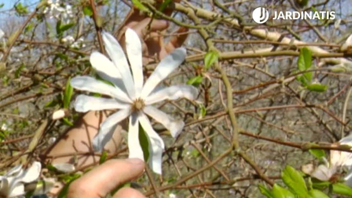 Magnolia kobus estellata deco 531 jardin