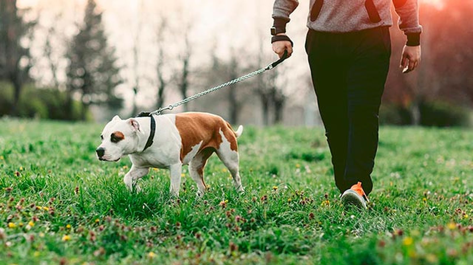 mascotas perros reducir estres paseo mascotas perros reducir estres paseo