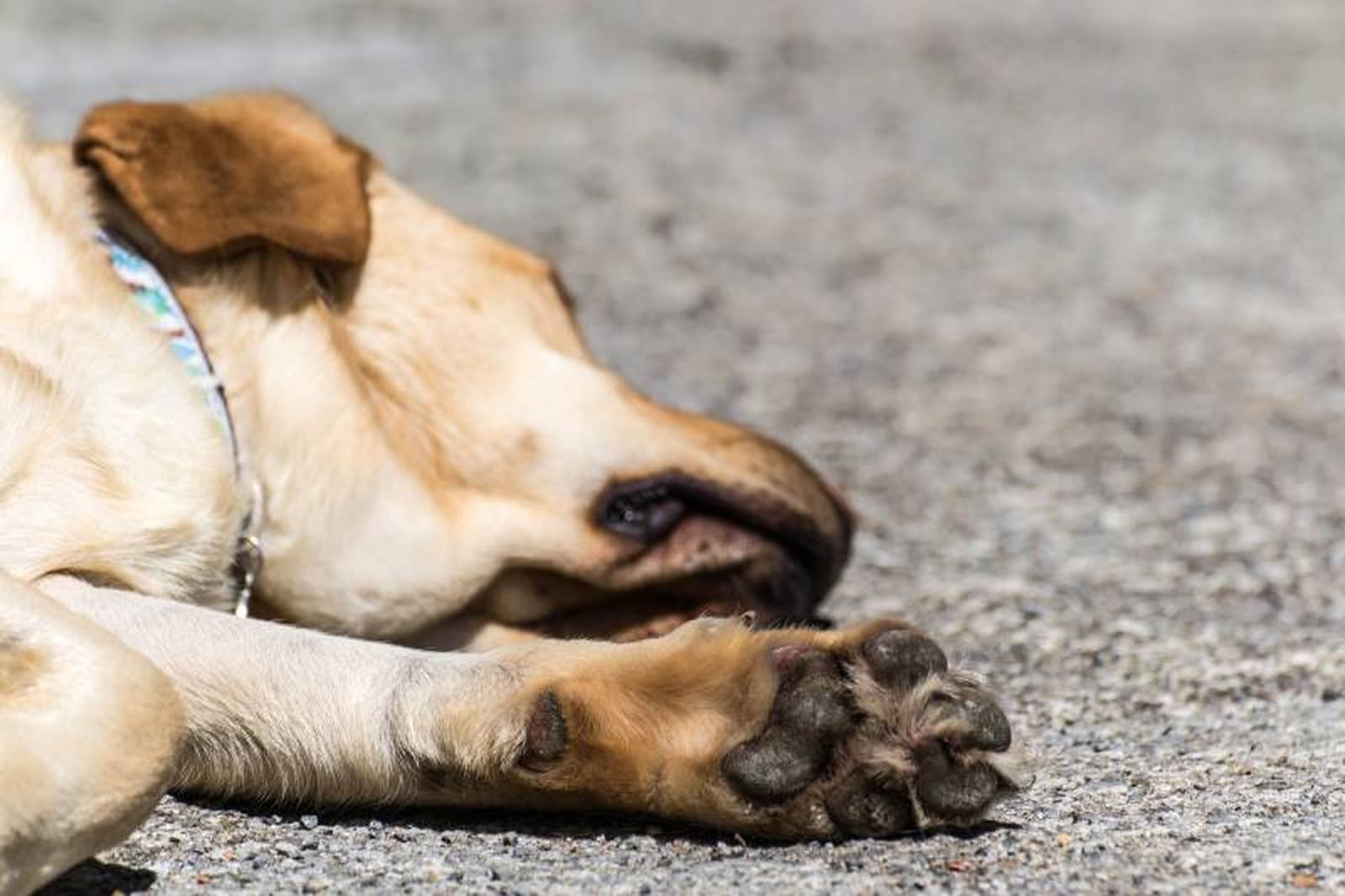Las altas temperaturas calientan los suelos provocando heridas, quemaduras y llagas en las patitas Las altas temperaturas calientan los suelos provocando heridas, quemaduras y llagas en las patitas
