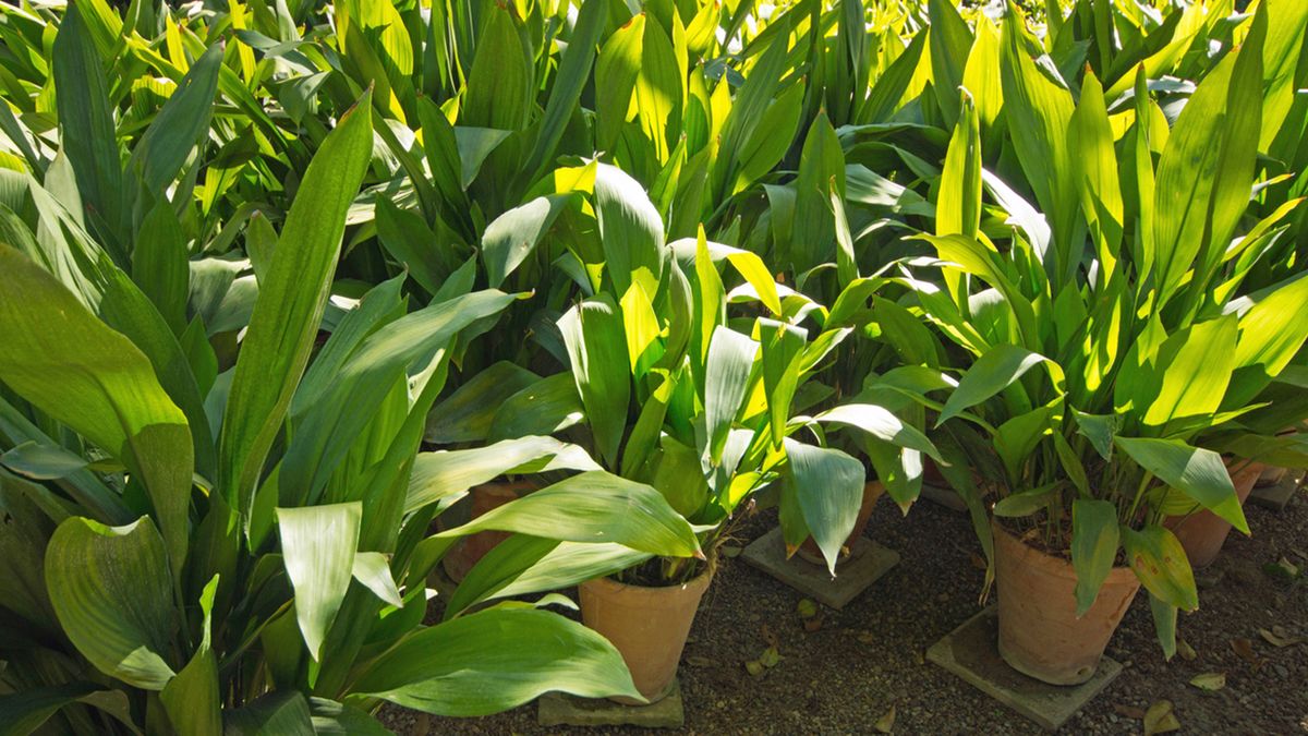 aspidistra planta retro
