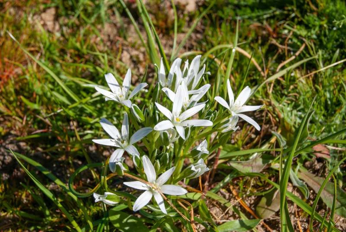 La Estrella de Belén requiere suelos que drenen de forma correcta